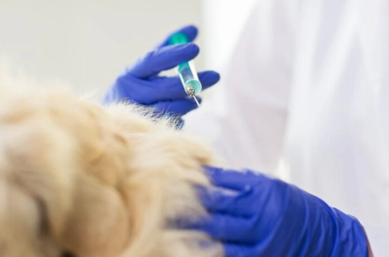 dhpp vaccine schedule