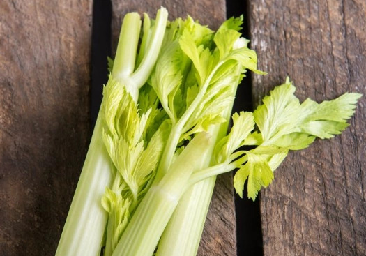 celery for dogs