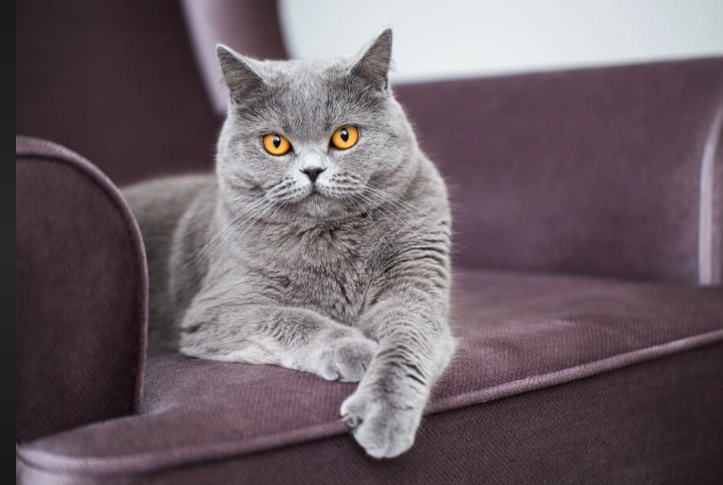 how to clean cat urine how to clean cat urine