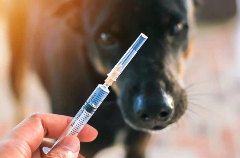 dhpp vaccine for dogs