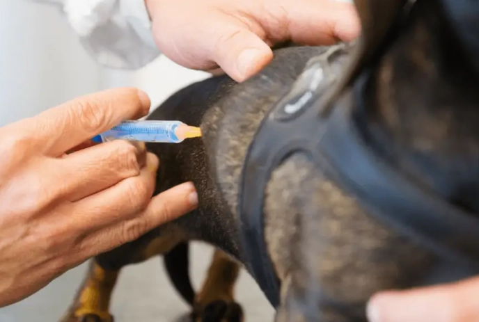 what is dhpp vaccine