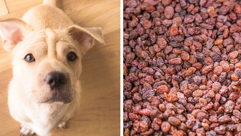 are raisins bad for dogs are raisins bad for dogs