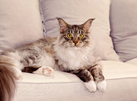 remove cat urine smell remove cat urine smell