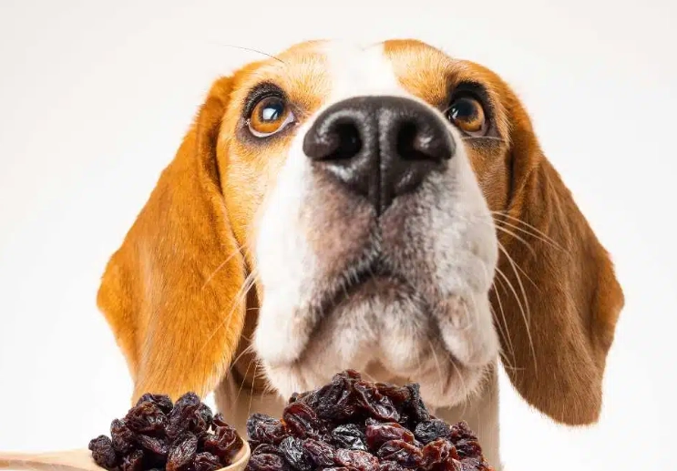 dog ate raisins what to do dog ate raisins what to do