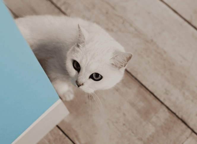 cat pee odor removal cat pee odor removal