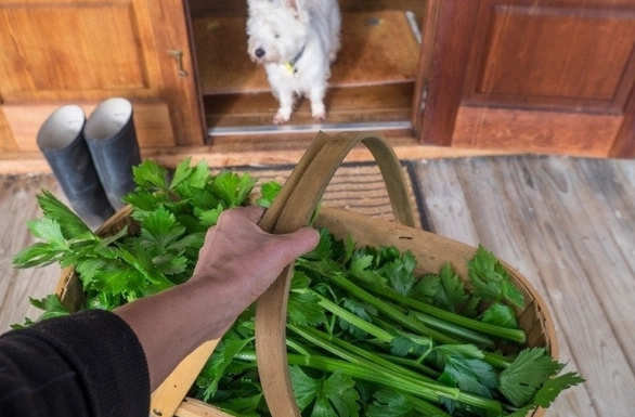 can dogs eat celery