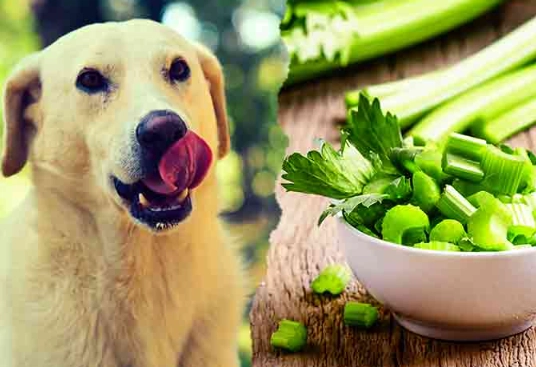 celery for dogs