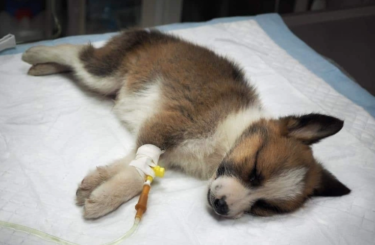 parvo symptoms in puppies