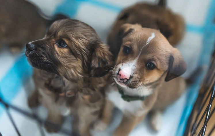 canine parvovirus treatment