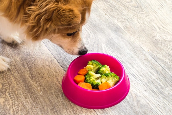 is ginger safe for dogs is ginger safe for dogs