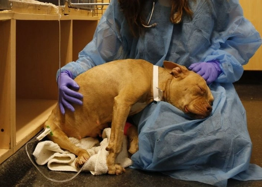 canine parvovirus treatment