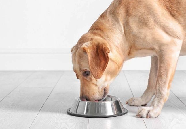 is ginger safe for dogs is ginger safe for dogs