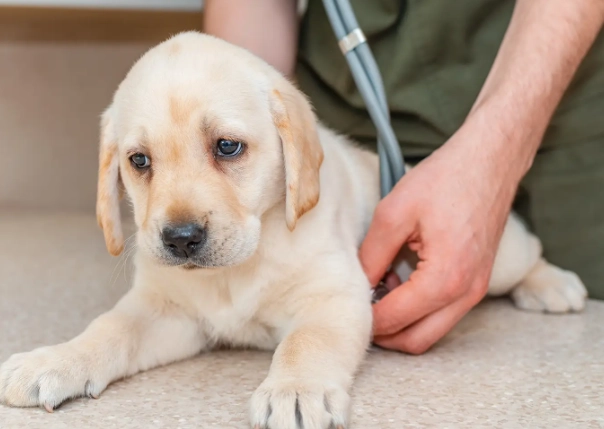 parvo symptoms in puppies