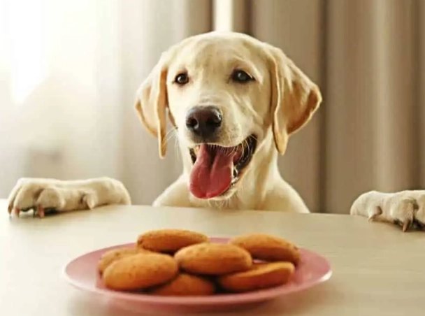 ginger for dogs ginger for dogs