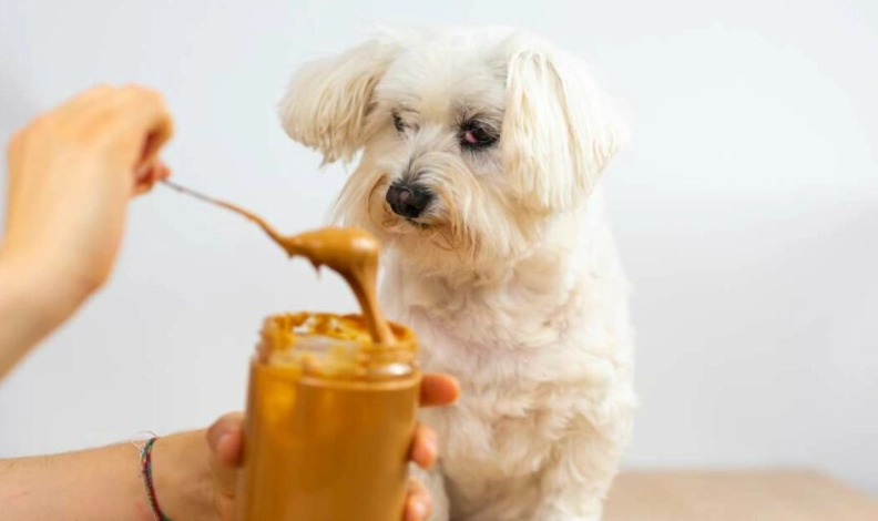 can dogs eat peanuts