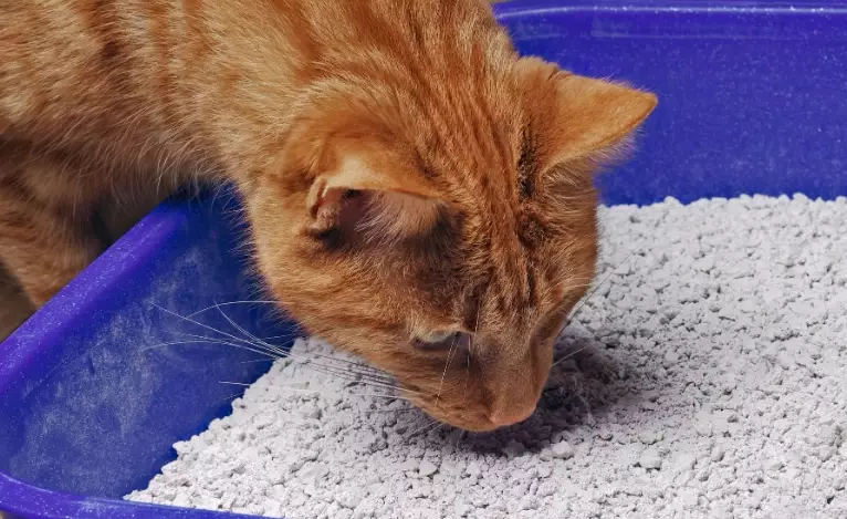 blood in cat poop blood in cat poop