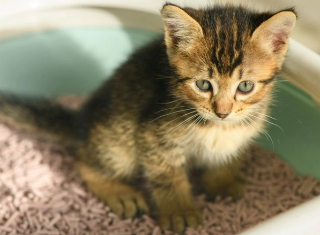 cat stool with blood cat stool with blood