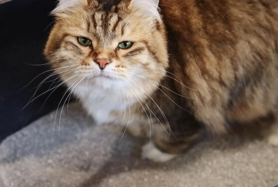 blood in cat poop blood in cat poop