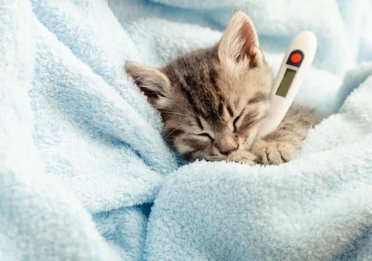 cat stool with blood cat stool with blood