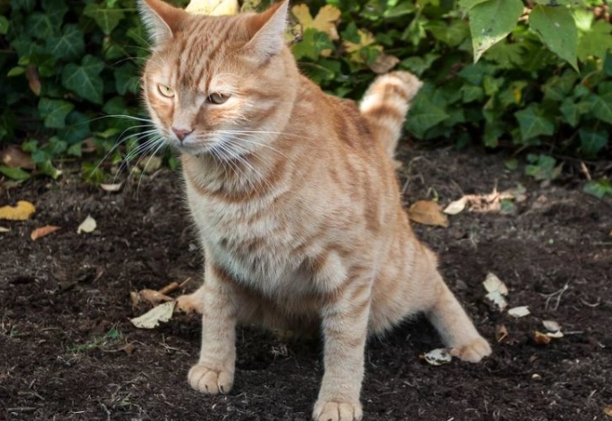 cat stool with blood cat stool with blood