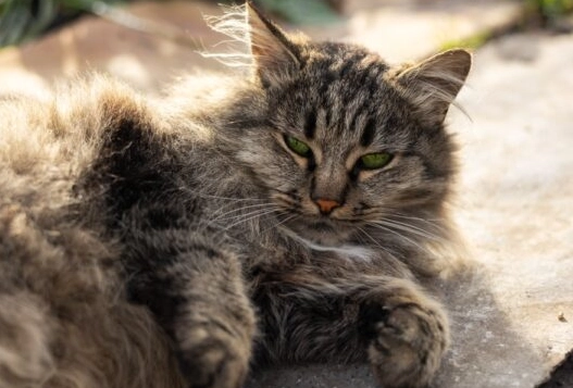 blood in cat poop blood in cat poop