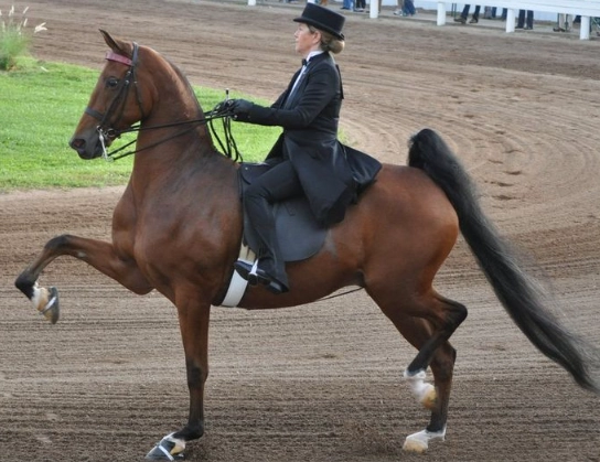 Saddlebred horse characteristics Saddlebred horse characteristics