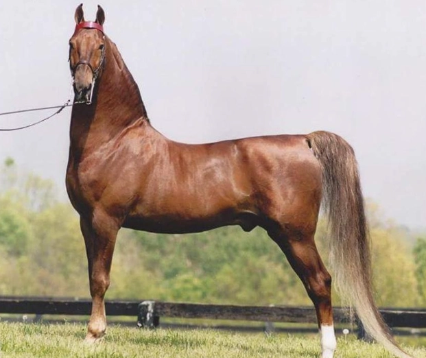 Saddlebred horse characteristics Saddlebred horse characteristics