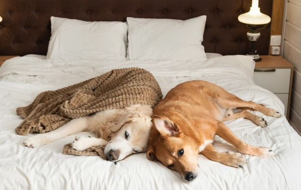 dog nightmares dog nightmares