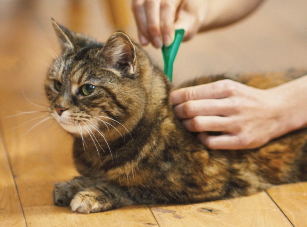 flea treatment for kittens flea treatment for kittens