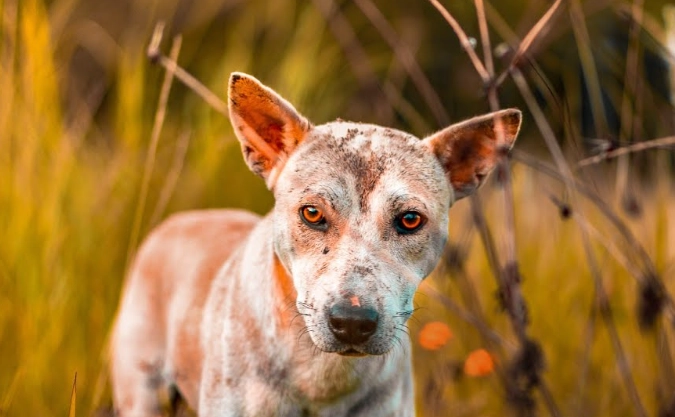 dog dreaming dog dreaming