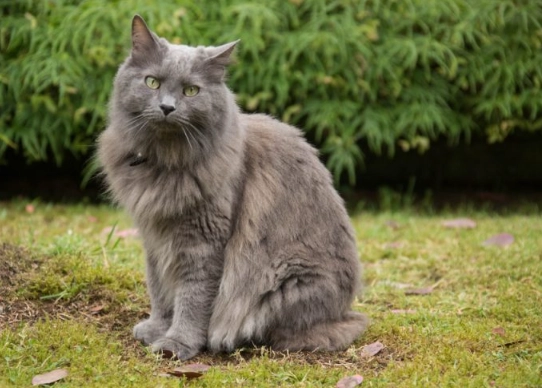 Nebelung cat personality Nebelung cat personality