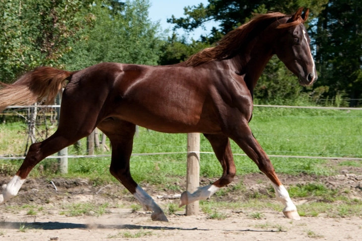 owning a Saddlebred owning a Saddlebred