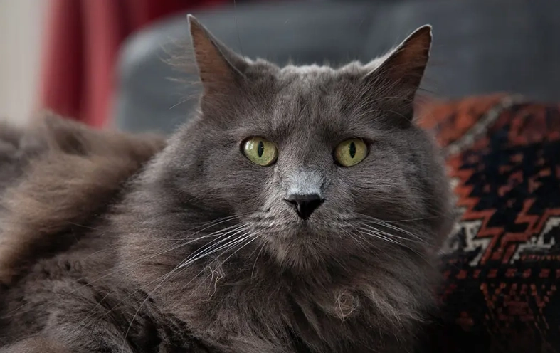 Nebelung cat Nebelung cat