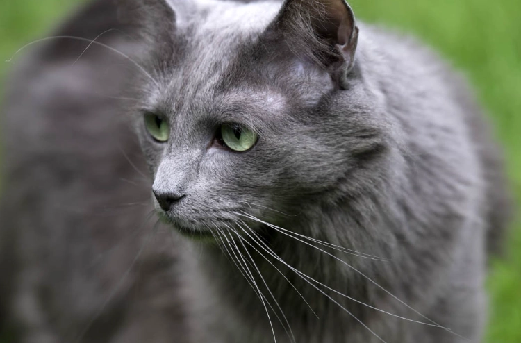 long haired Russian Blue long haired Russian Blue