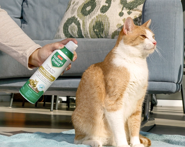 how to treat fleas on kittens how to treat fleas on kittens