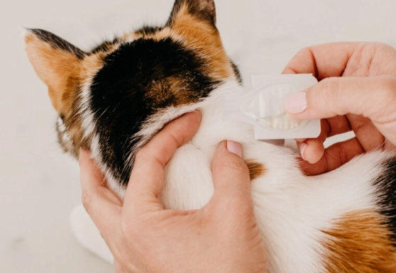 how to treat fleas on kittens how to treat fleas on kittens