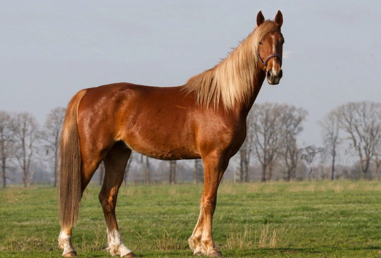owning a Saddlebred owning a Saddlebred