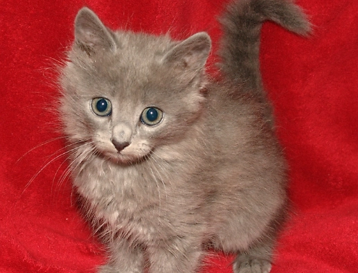 long haired Russian Blue long haired Russian Blue