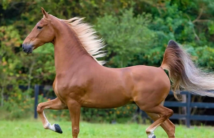American Saddlebred horses American Saddlebred horses