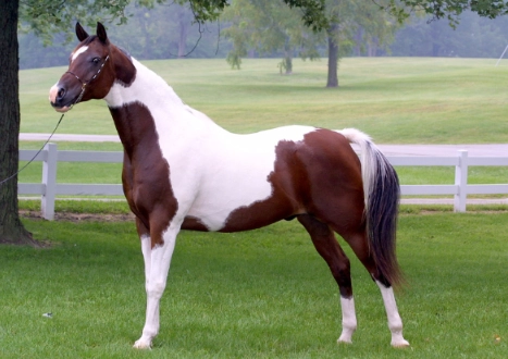 American Saddlebred horses American Saddlebred horses