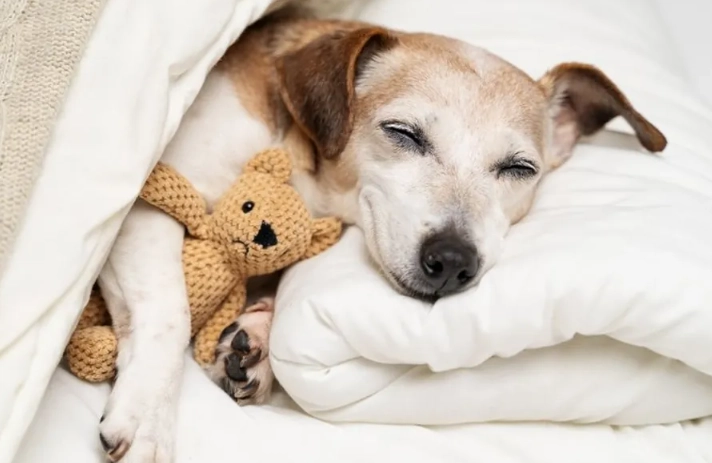 dog nightmares dog nightmares