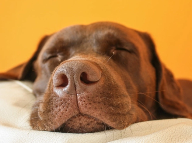 dog dreaming dog dreaming