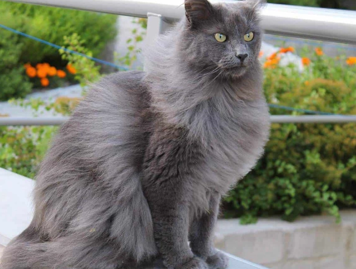 Nebelung cat Nebelung cat