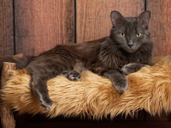 Nebelung cat Nebelung cat