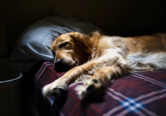 dog nightmares dog nightmares