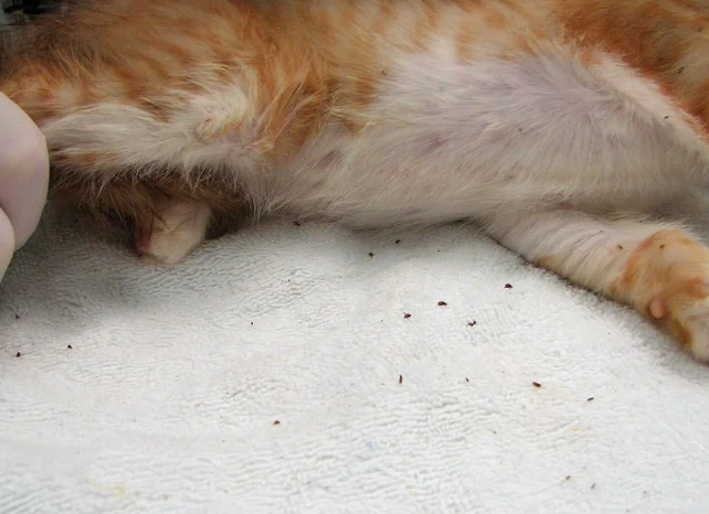 kill fleas in home kill fleas in home