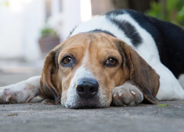 dog spleen tumor dog spleen tumor