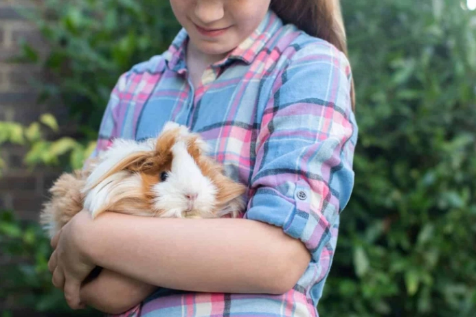 how long do guinea pigs live