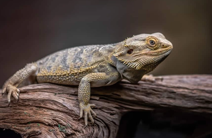 bearded dragon care