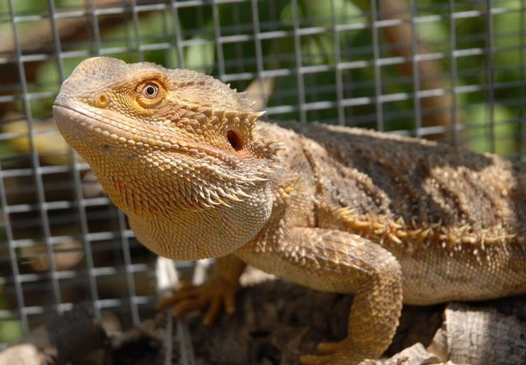 bearded dragon care